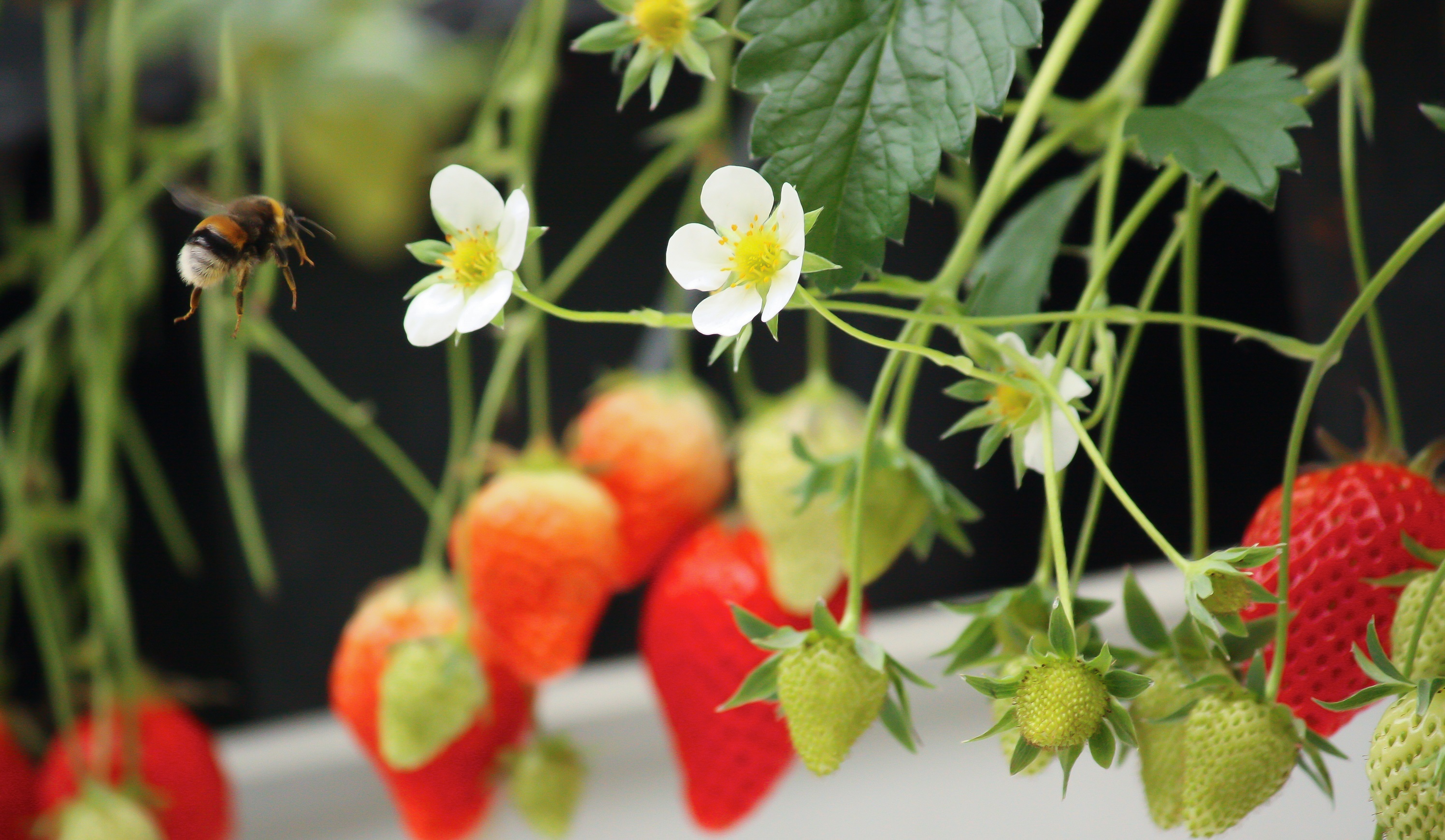 Bumblebees pollinate strawberry flowers