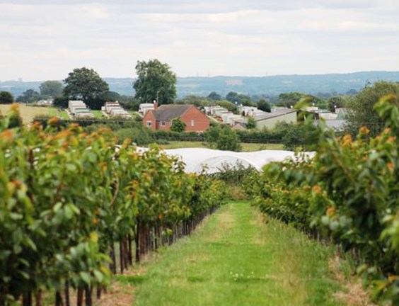 LITTYWOOD FARM LIMITED